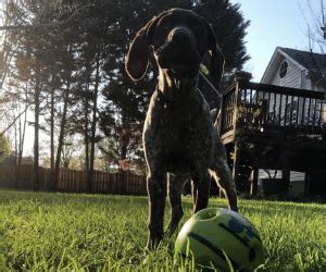 The German Shorthaired Pointer Temperament: What To Expect