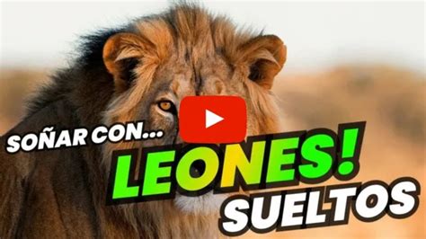 Qué Significa Soñar con Leones Sueltos Descubre que Revela