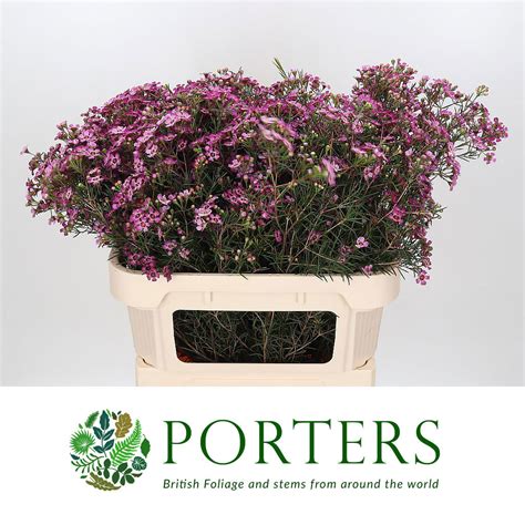 Wax Flower Jupiter Various Lengths Porters Foliage Ltd