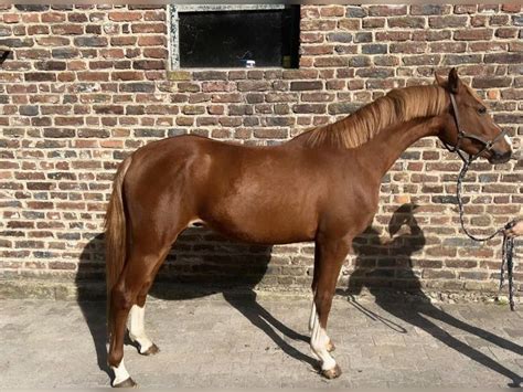 Deutsches Reitpony Hengst Jahre Cm Fuchs In Dormagen