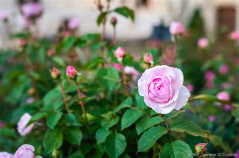 F Te De La Rose Au Ch Teau Du Rivau Les Er Et Juin