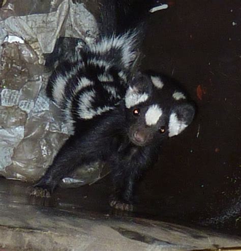 Western Spotted Skunk – Mendonoma Sightings