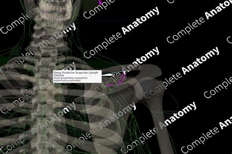 Deep Posterior Scapular Lymph Vessels Right Complete Anatomy