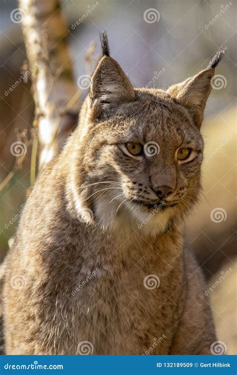 Eurasian Lynx Lynx Lynx A Predator Stock Image Image Of Prey