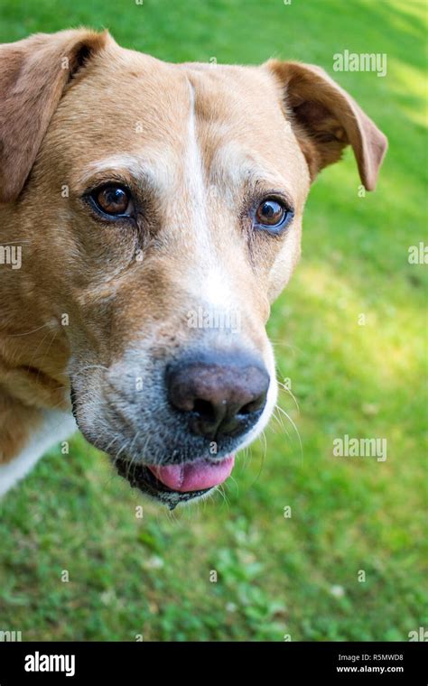 Close up photo of dog face Stock Photo - Alamy