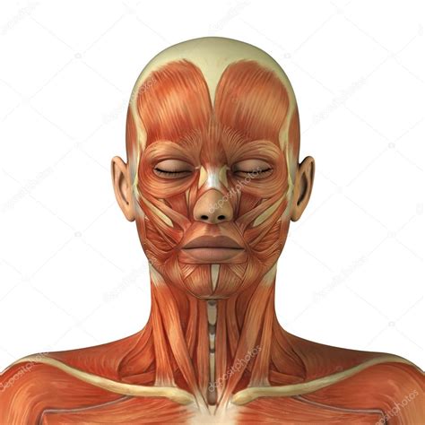 Muscular System Face And Neck