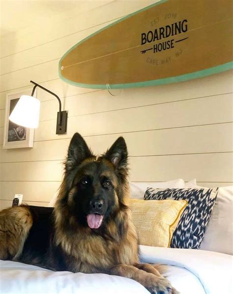 The 29 Best Pet-Friendly Hotels in the U.S. – PureWow