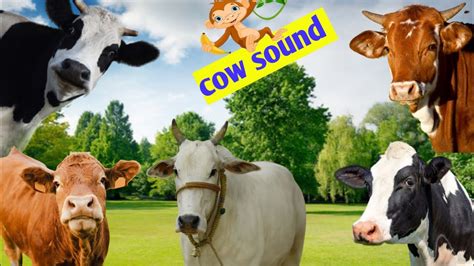 Cow Moo Moo Cute Interesting Cow Moo Moo Sound Cute Cow Sound 🎶🤗