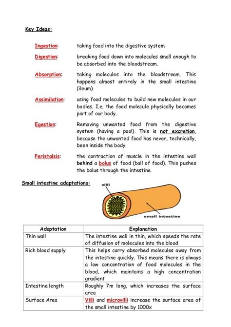 Ingestion digestion absorption assimilation egestion