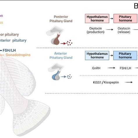 Demonstrating The Specific Genes Or Hormones Associated With Fish