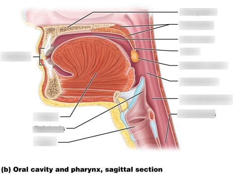 Oral Cavity Labeling Diagram Quizlet