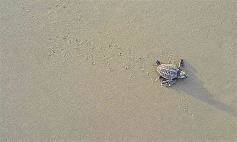 Green Sea Turtle Reproduction