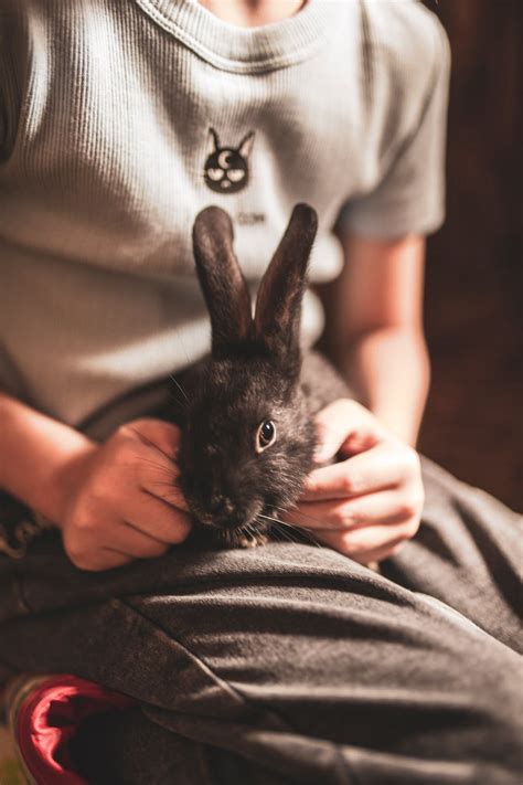 Things You Should Know Before Buying A Rabbit Safe And Effective