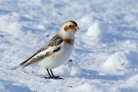 Animals of the Tundra: Adaptations, Images & Facts