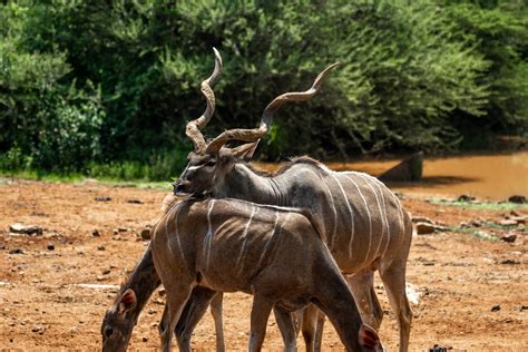 A Male Kudu with Female Kudu on Brown Field · Free Stock Photo