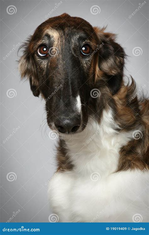 Russian Borzoi Puppy 5 Months Close Up Portrait Royalty Free Stock