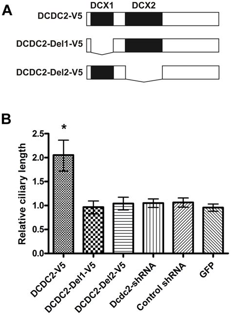 Overexpression Of DCDC2 Enhances Primary Cilia Length Schematic