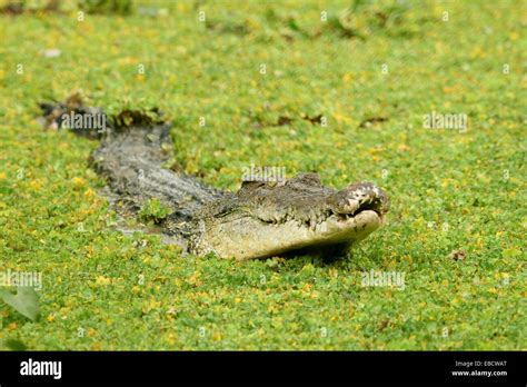 Saltwater Crocodile Crocodylus Porosus In Borneo Borneo Stock Photo Alamy