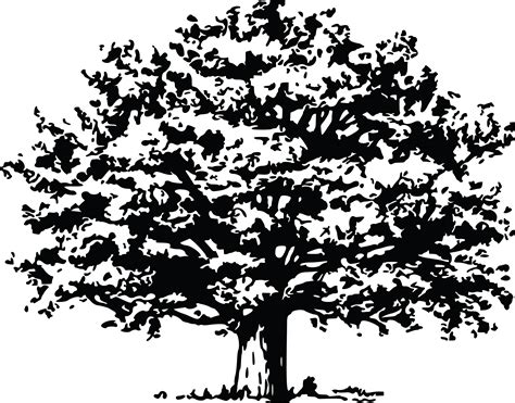 Download Free Clipart Of A Tree Trees Svg File Free Full Size Png