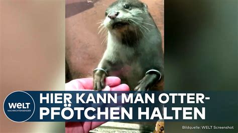 DUBAI Pfötchen halten als Attraktion Darum halten Otter so gerne