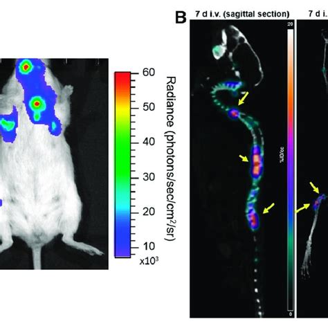 A Representative Bioluminescence Image Of Mouse In Prone And Supine