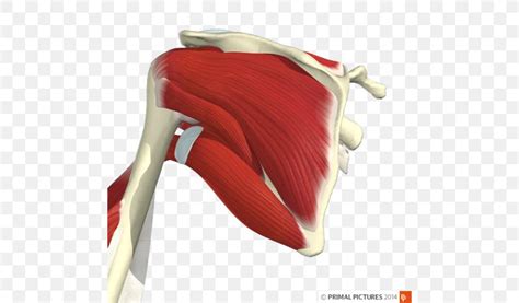 Shoulder Infraspinatus Muscle Supraspinatus Muscle Tendinopathy