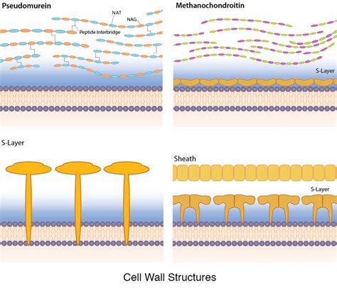 Archaea – General Microbiology