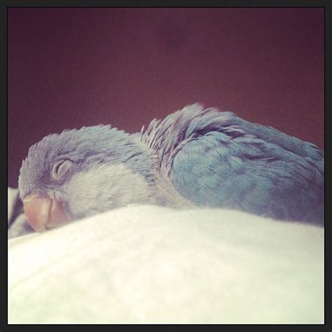 Meet Gary The Baby Blue Quaker Parrot He Even Smiles In His Sleep Aww