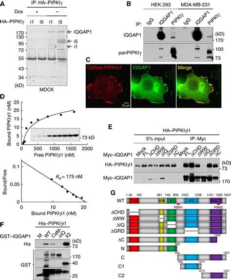 IQGAP1 Is A Novel Phosphatidylinositol 4 5 Bisphosphate Effector In