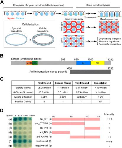 Early Zygotic Gene Product Dunk Interacts With Anillin To Regulate