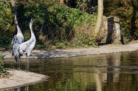 Two Common Cranes (Grus Grus) Singing in the Park Stock Image - Image ...