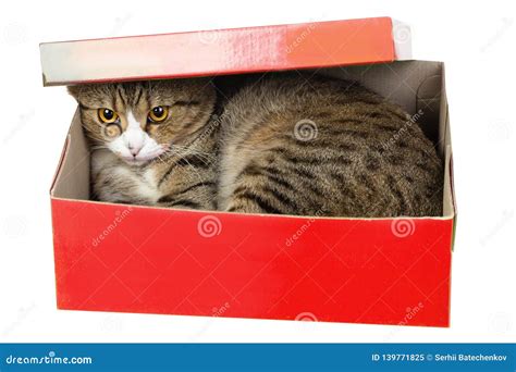 Cat hiding in red box stock image. Image of holiday - 139771825