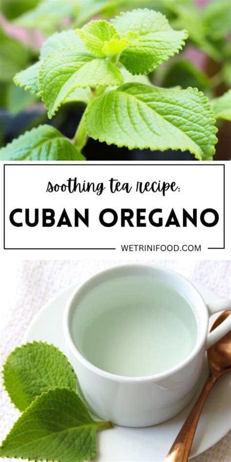 Cuban Oregano Tea: Easy Recipe - We Trini Food