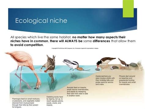 Lesson 24 ecological niche