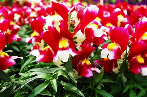 Львиный зев. Фото цветов, посадка, уход в открытом грунте, на балконе ...