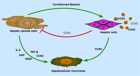 The Role Of Hepatic Cells And Hscs In The Malignant Progression Of Hcc Download Scientific