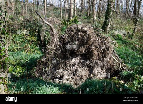 Fallen tree showing roots hi-res stock photography and images - Alamy