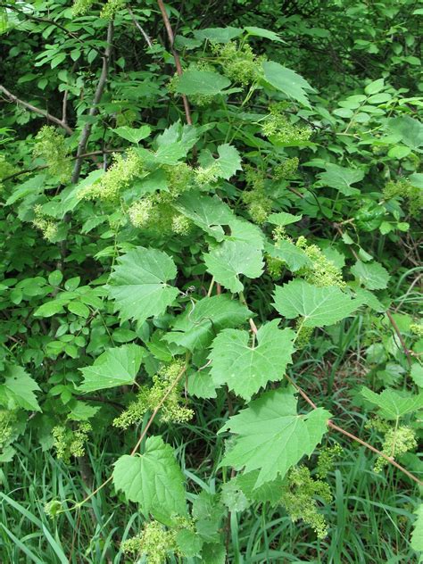 Vitis Riparia Bird Gardens