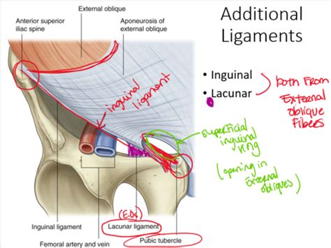 Lacunar Ligament