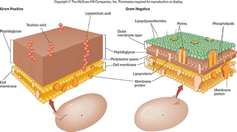 Peptidoglycan Cell Wall - KaitinWalton