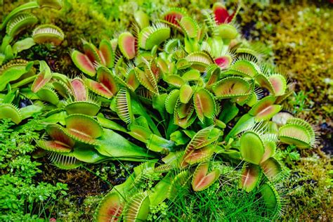 Carnivorous plants: characteristics, types and care