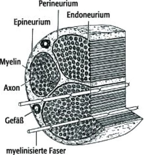 Nerv Lexikon Der Neurowissenschaft