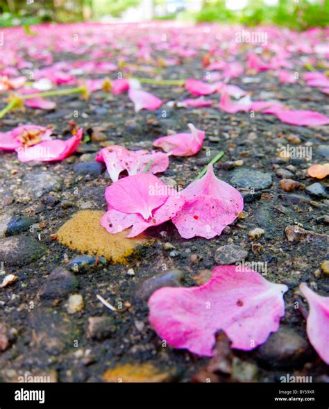 Trail Of Pink Hi Res Stock Photography And Images Alamy