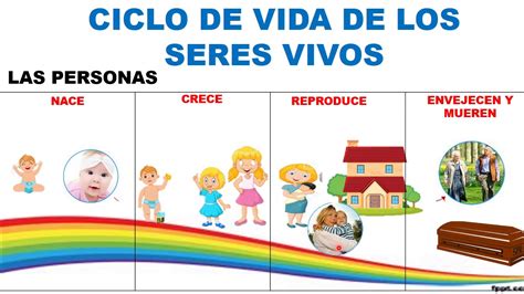 Ciclo De Vida Seres Vivos