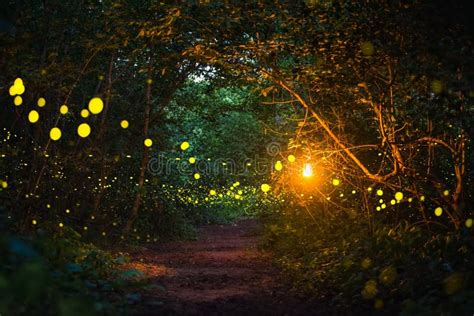 Firefly Flying at Night in the Forest Stock Photo - Image of twilight ...