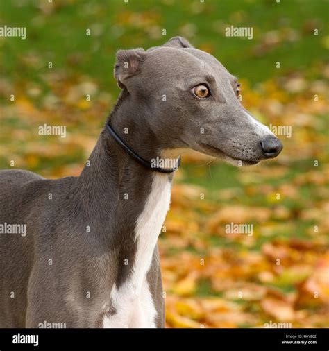 Whippet Stock Photos And Whippet Stock Images Alamy