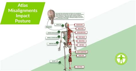 What is The Atlas Bone? | Family Health Chiropractic