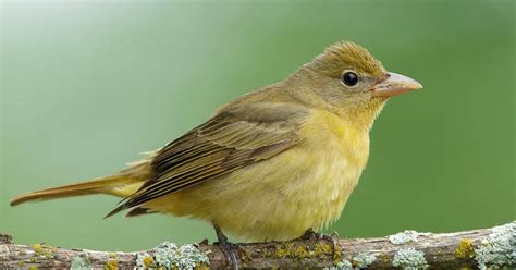 Summer Tanager Juvenile