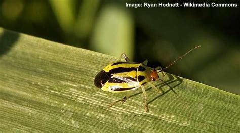 Black And Yellow Bugs With Pictures Identification Guide