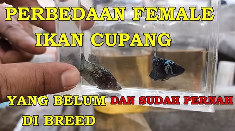 Tips Membedakan Female Ikan Cupang Yang Belum Dan Sudah Pernah Di Breed